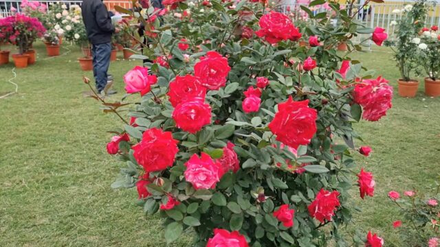 Jamshedpur Flower Show